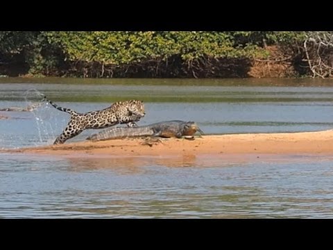 Jaguar Vs Crocodile Real Fight Video