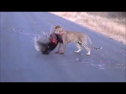 Leopard Vs Porcupine Fight Video