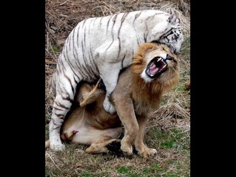 Lion Vs Tiger Real Fight in Jungle Video Free Download