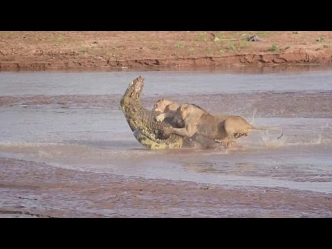 Lion vs Crocodile Fight Video Free