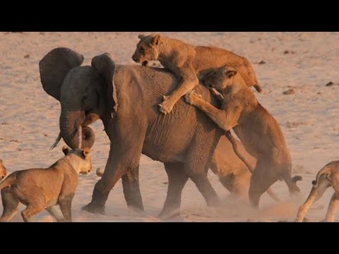 Lion vs Elephant Real Fight Video - Who would win