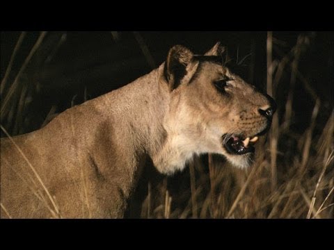 Lion vs Hippo Real Fight Video - Who would Win